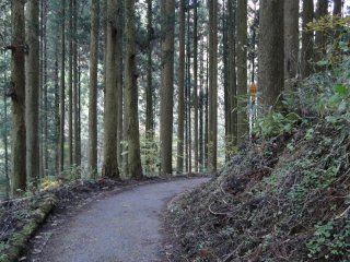 The wooded path to the lookout point