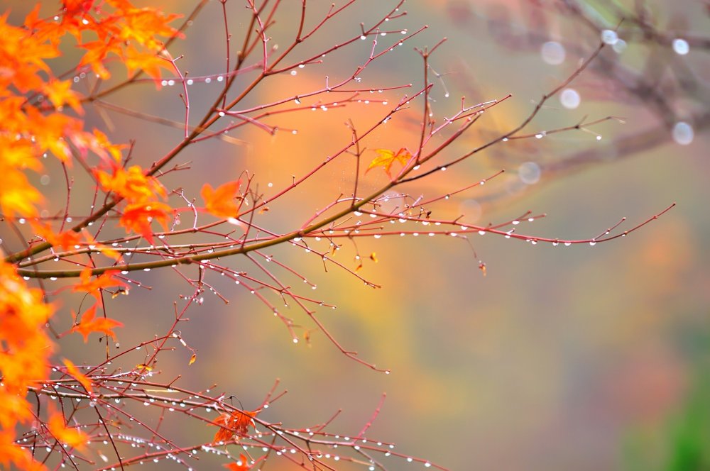 葉の落ちた裸の枝に雨露が光る