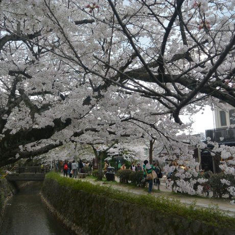 12 Hal Yang Bisa Dilakukan di Kyoto