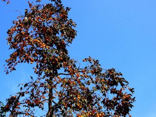 A persimmon tree laden with fruit