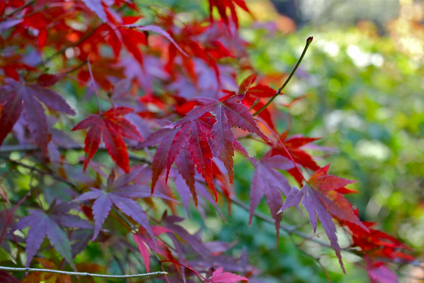 Red maple leaves are a sure sign of Autumn