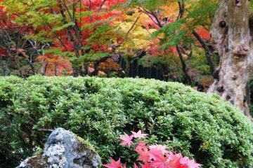 <p>The foliage here hits its peak in mid to late November</p>