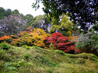 Pohon maple kuning dan merah yang bersampingan di bukit