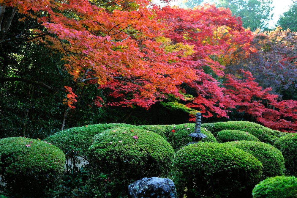The landmark view of Shisendo! Appreciate the beautiful contrast of red maple leaves and green leaves of azaleas