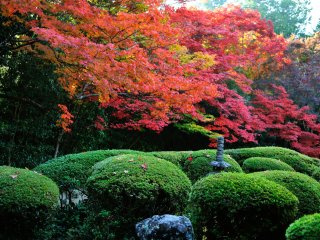Landmarknya Shisendo! Warna kontras yang cantik antara daun maple merah dan azalea hijau