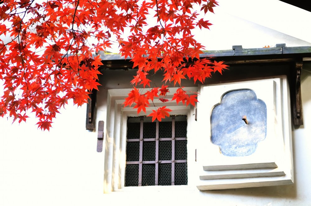 The striking contrast between a white wall and red maple leaves attracts your attention
