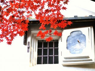 Perpaduan kontras yang menarik perhatian, antara dinding berwarna putih dan merah daun maple