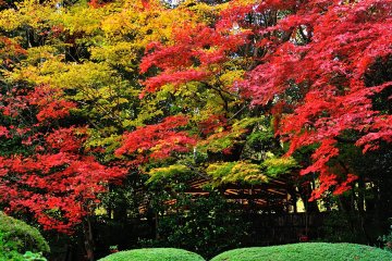 <p>Brilliant autumn colors are pleasing to the eyes of the beholders</p>