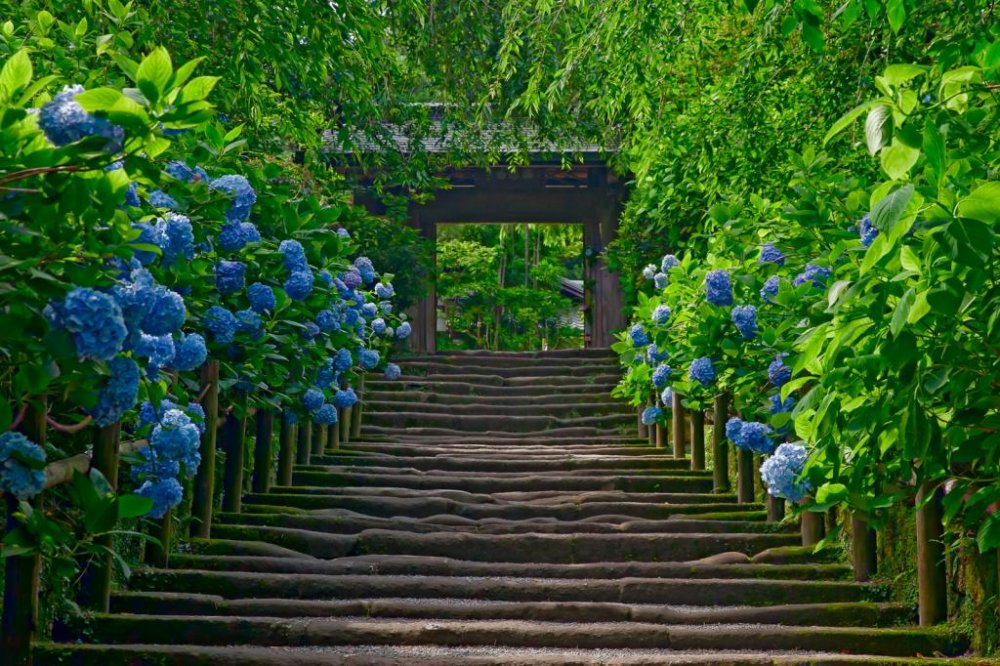 It is almost impossible to get this shot of hydrangea at this most popular spot, without any people!