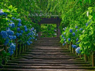 It is almost impossible to get this shot of hydrangea at this most popular spot, without any people!