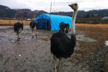<p>Ostrich on the run</p>