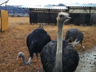 Ostrich looking sassy