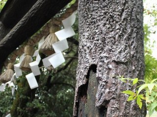 樹脂加工されているが、樹皮が付いたままのクヌギの原木（徳島県劔山産）を使用した、日本最古の鳥居
