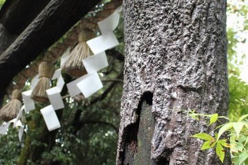 수지 가공 되고 있지만, 수피가 붙은 채로 둔 상수리나무의 원목(토쿠시마현 츠루기야마)을 사용한, 일본 최고의 토리이