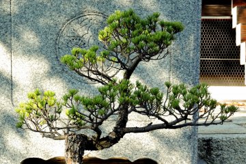 <p>Bonsai pine in front of the temple steps</p>