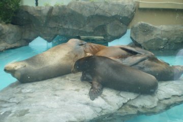 Sea Lions and Seals