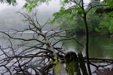 <p>สีเขียวของต้นไม้สะท้อนกับน้ำในทะเลสาบและฟ้าสีเทาอย่างสวยงาม</p>