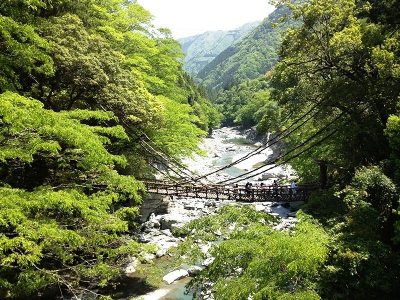 Kazurabashi bridge in the summertime