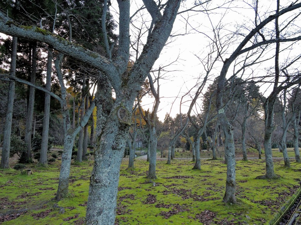 An army of bare trees in the park