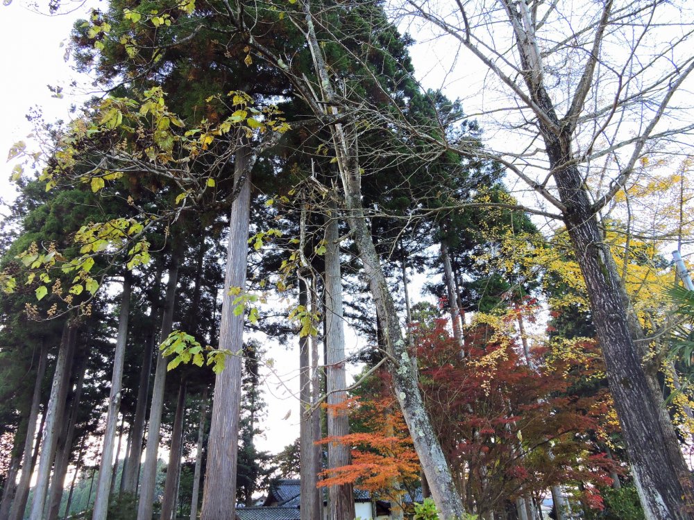Peeping at Ajimano Shrine through tall trees