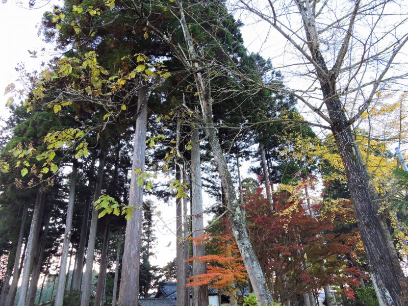 <p>Peeping at Ajimano Shrine through tall trees</p>