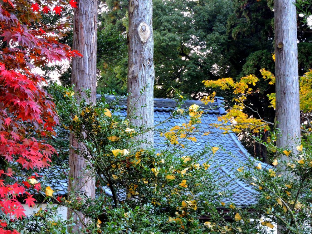 色とりどりの木々に囲まれた味真野神社拝殿