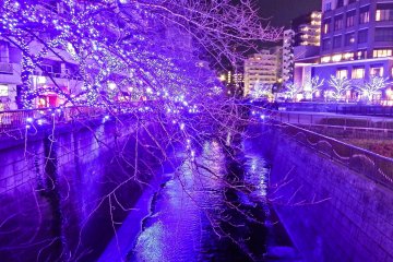 <p>A short walk away from Naka-Meguro Station, this impressive display stretches for over 500 meters along the river</p>