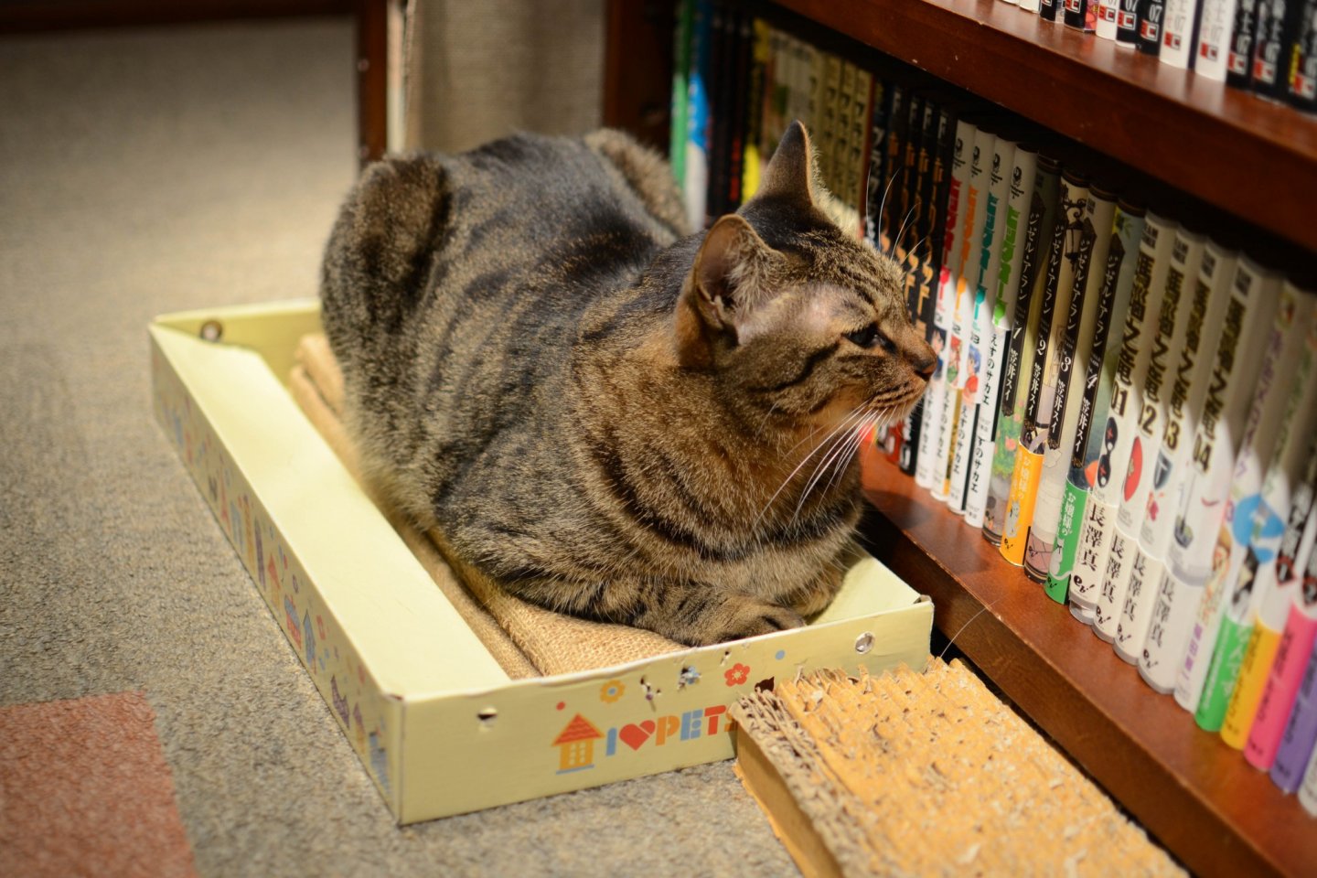 One of the cats surveying the extensive library of manga