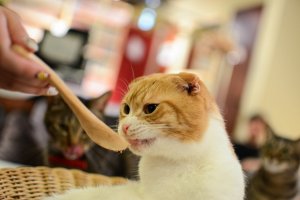Customers can purchase food to spoon feed the cats