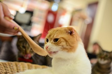 <p>Customers can purchase food to spoon feed the cats</p>