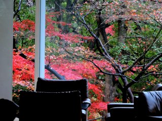 Gorgeous red maple leaves seen from the hotel&#39;s Lounge &#39;Momiji&#39;