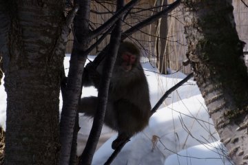 <p>Wild monkeys can be seen all around Nikko &nbsp;</p>