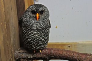 Black Banded Owl