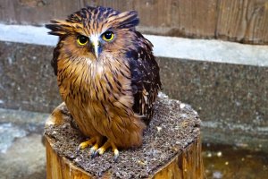 The rich-brown Malay Fish Owl is a medium to fairly large owl with prominent, outward-facing ear-tufts.