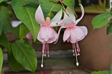 <p>A pair of delicate Fuchsia flowers</p>