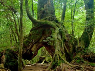 Some trees in Yakushima are giants. 