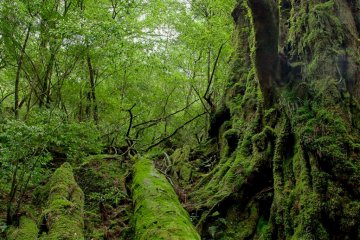 Hiking lets you experience Yakushima’s beauty