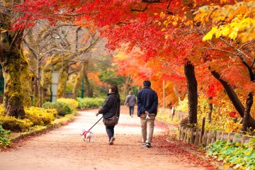 Прогуливающаяся пара под листьями