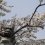 Koriyama Castle Cherry Blossoms