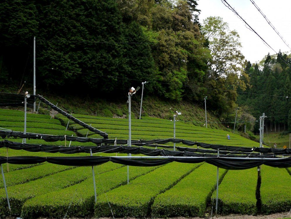 Rows of tea bushes