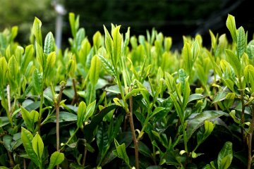 <p>These new shoots make really delicious tea!</p>