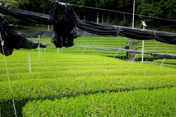 <p>Protecting the tea by shading it from the sun produces a milder, sweeter flavor</p>