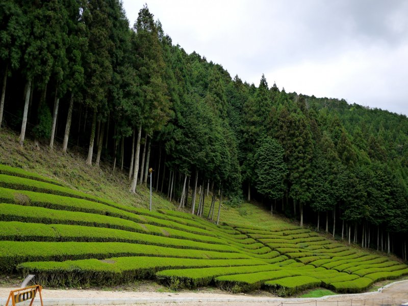 <p>Tea planted in rows along the foot of a cedar clad slope</p>