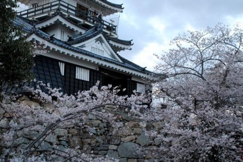 Hamamatsu Castle tower with the cherry blossoms in bloom