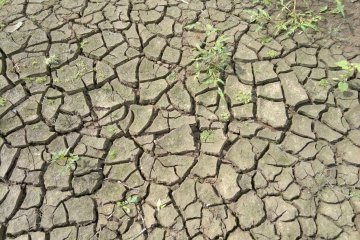 <p>Dried out mud in the bottom of the lake. &nbsp;</p>