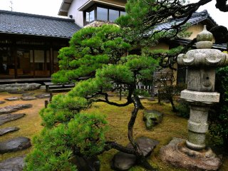The tall old pine tree looking dignified in this classic Japanese garden
