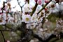 Цветение сливы в парке Умэкодзи