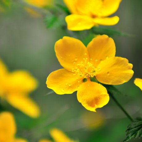 Bunga di Lelehan Salju Azumino