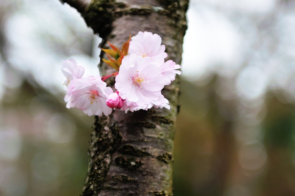 They are blooming directly from a tree trunk! Their pale pink color is so elegant.