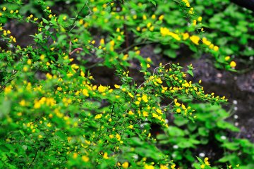 ดอก kerria ญี่ปุ่น สีเหลืองพากันบานกลุ่มใหญ่